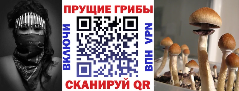 закладки  Лосино-Петровский  Псилоцибиновые грибы Psilocybine cubensis 
